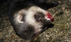 Country Diary : Polecat (Mustela putorius) recently killed by car