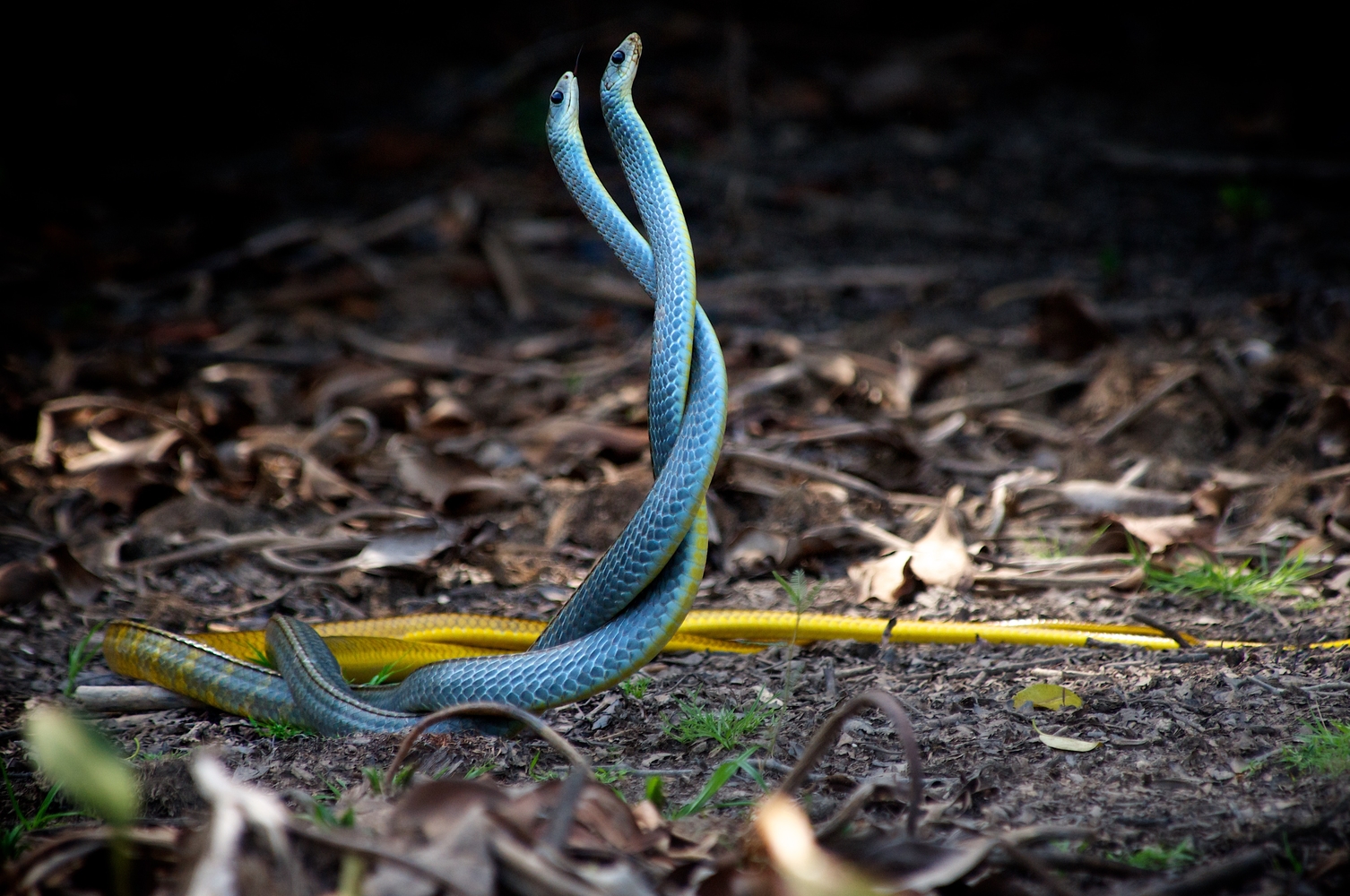 Blue snakes intertwined