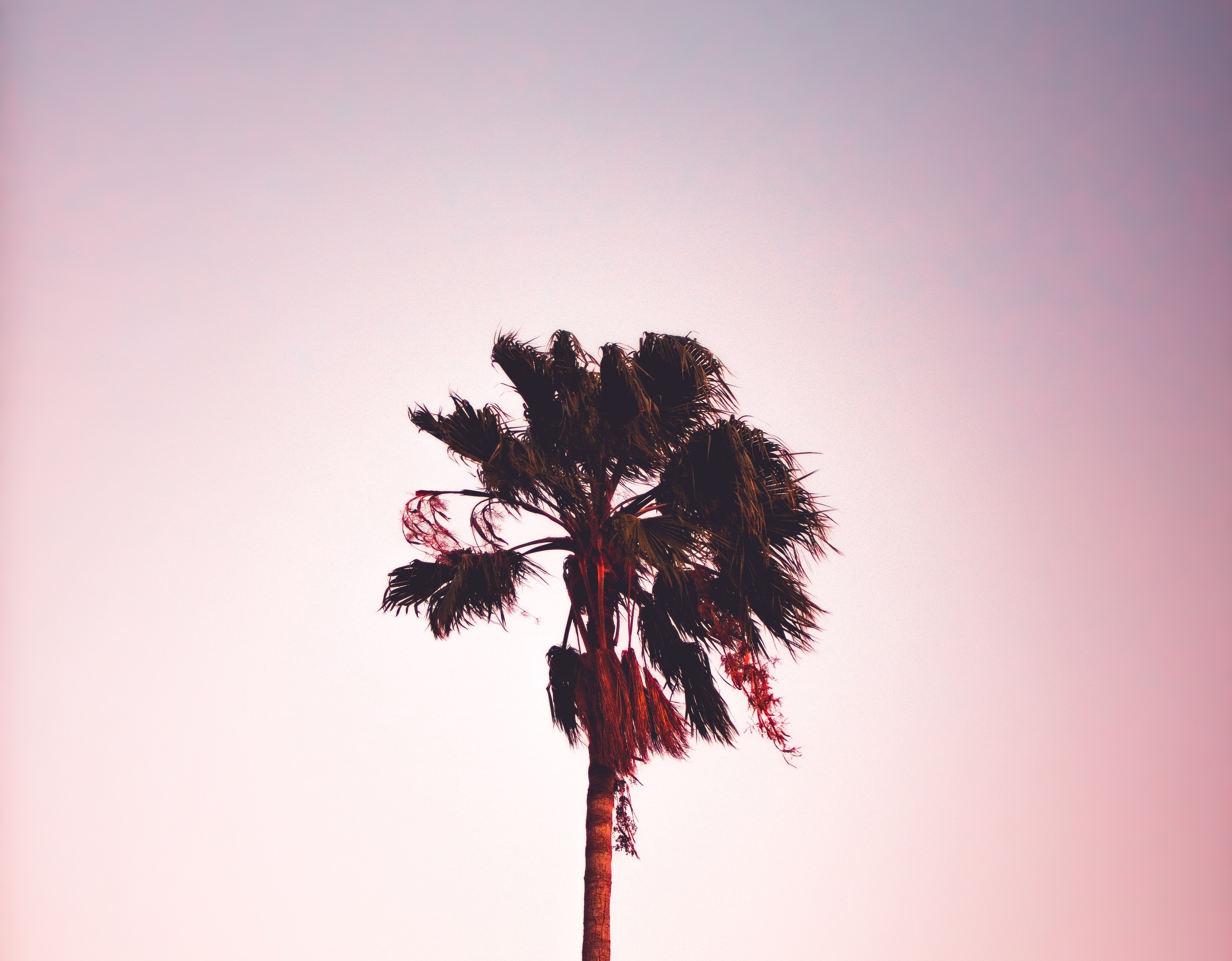 Palm tree ombre sky