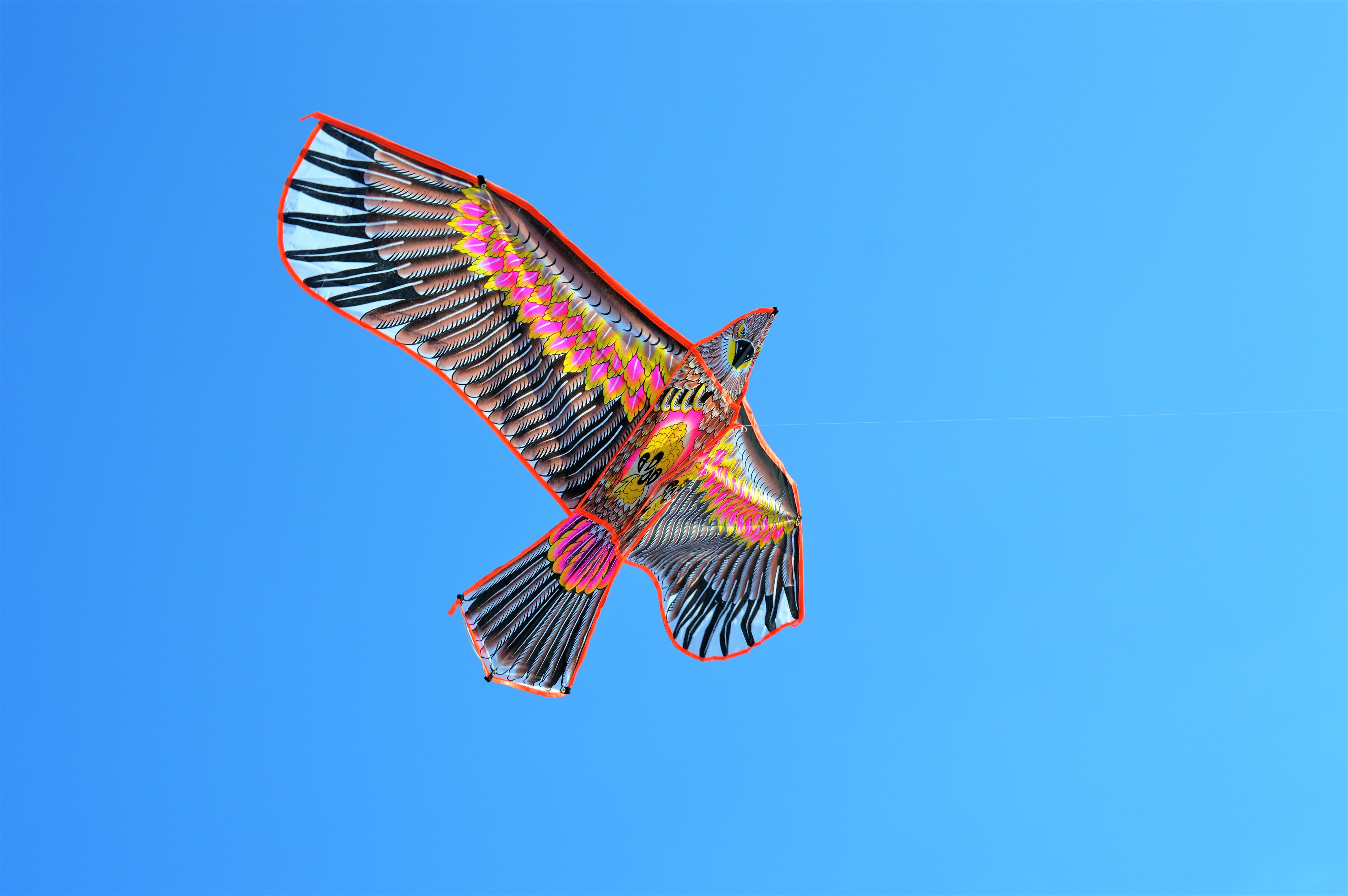 Bird kite