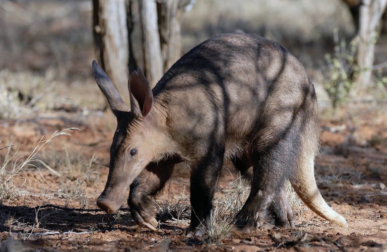 Aardvark in Namibia