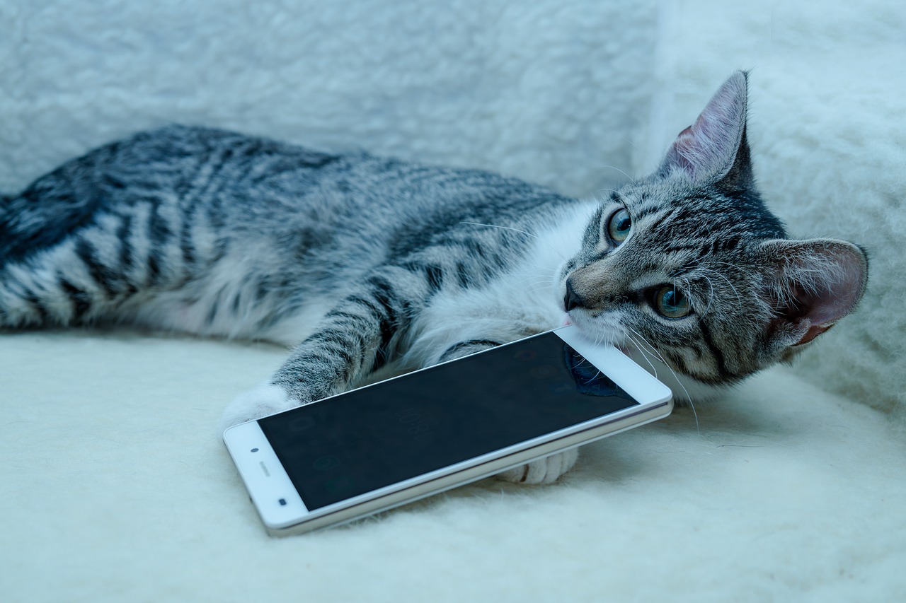 Cat with Cellphone