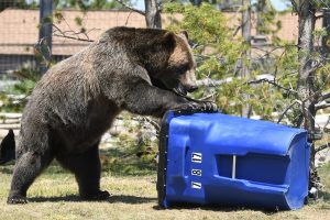 Bear and recycling nin