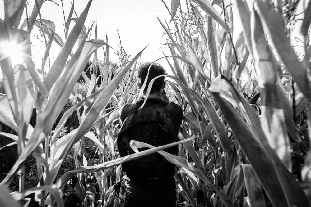 Person in shadow disappearing into a cane field