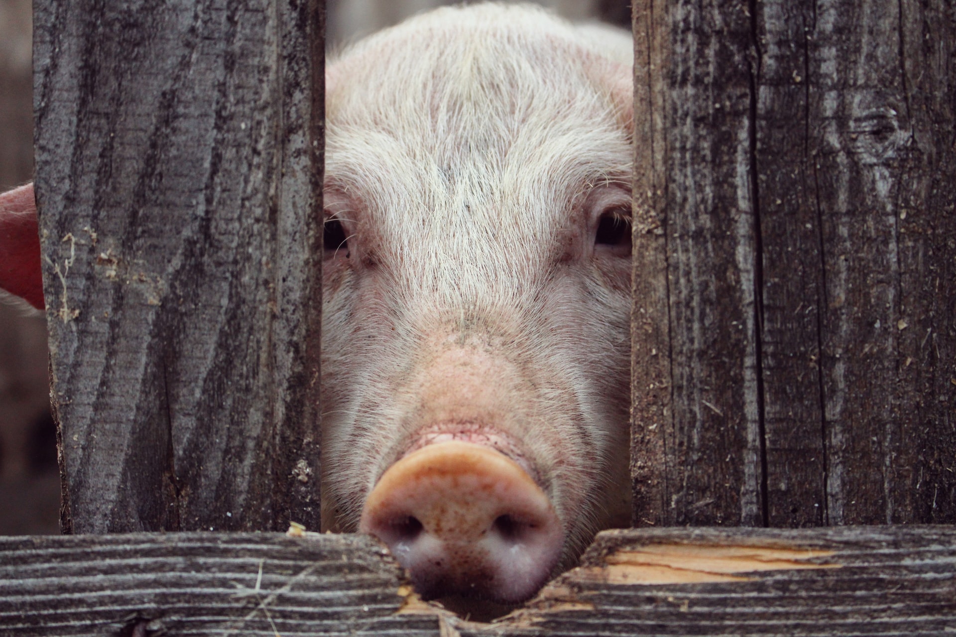 pig face in a fence