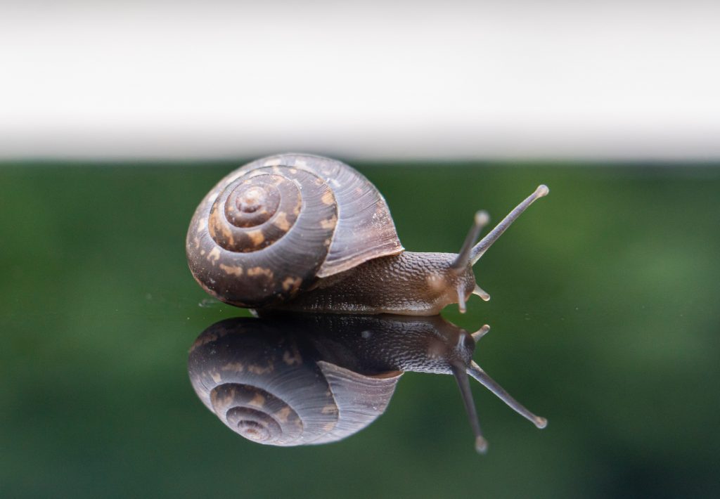 reflective snail