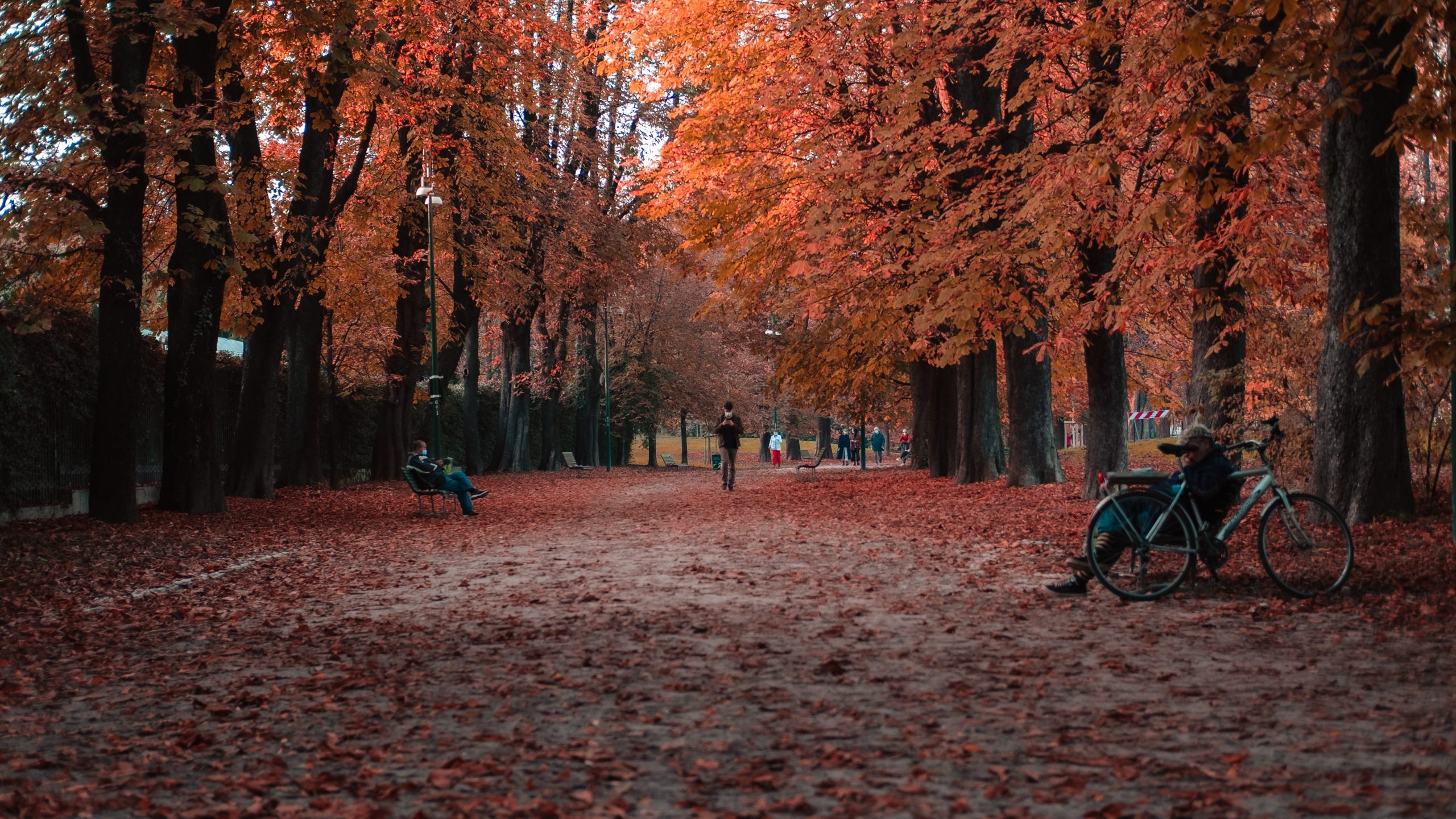 park benches under autumn trees