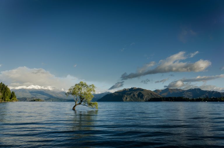 Tree submerged in lake