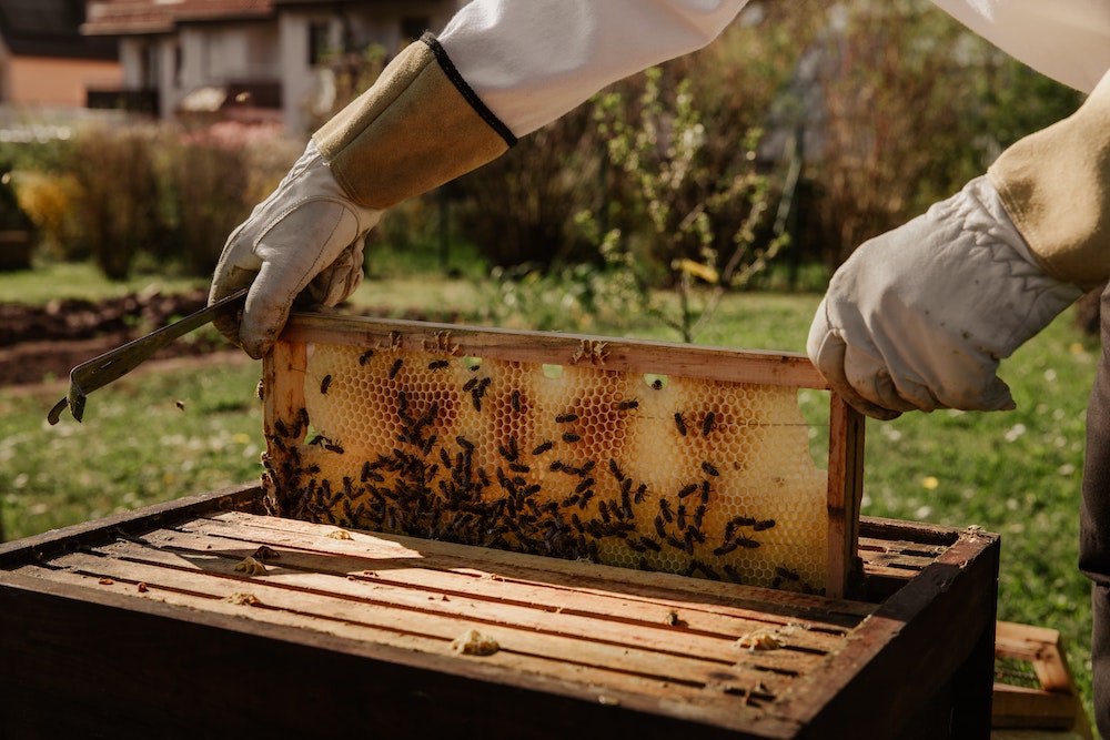 Beekeeper checking on beehive