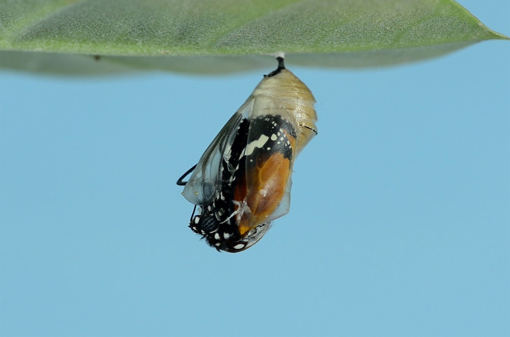 A black, white, and orange butterfly in a chrysalis