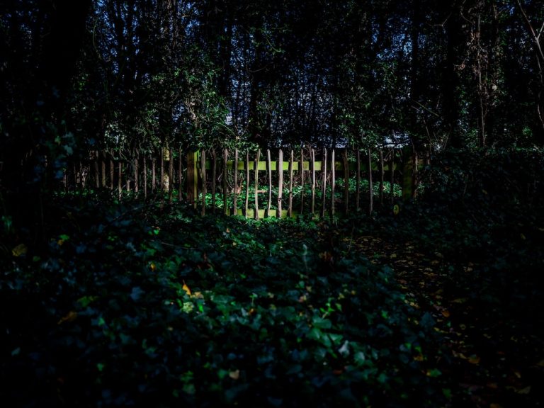 A creepy ivy covered fence in the woods...