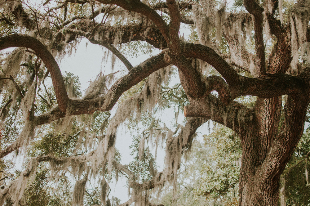 Green and white Spanish moss grows along a swaying willow tree.