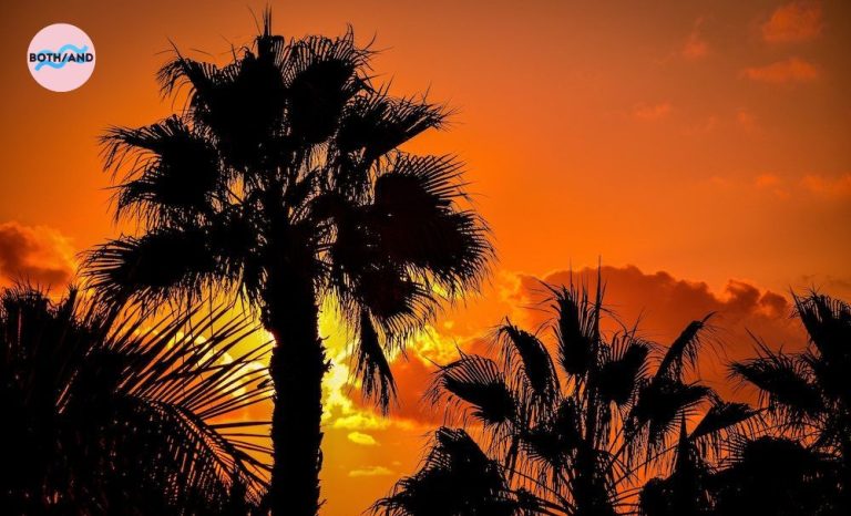 Orange sky behind palm tree silhouette