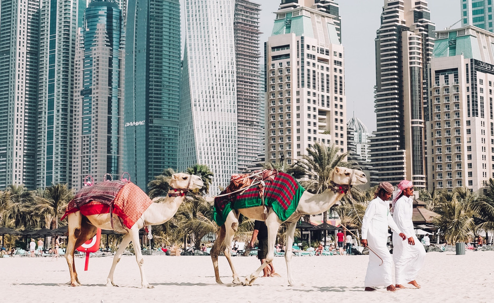 Two men lead three camels across a sandy beach with tall buildings behind them.