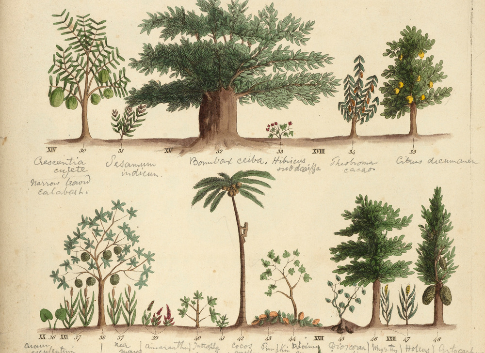 Botanical sketches of trees from around the world