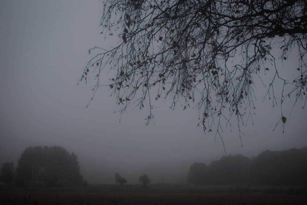 Tree branches covered in fog