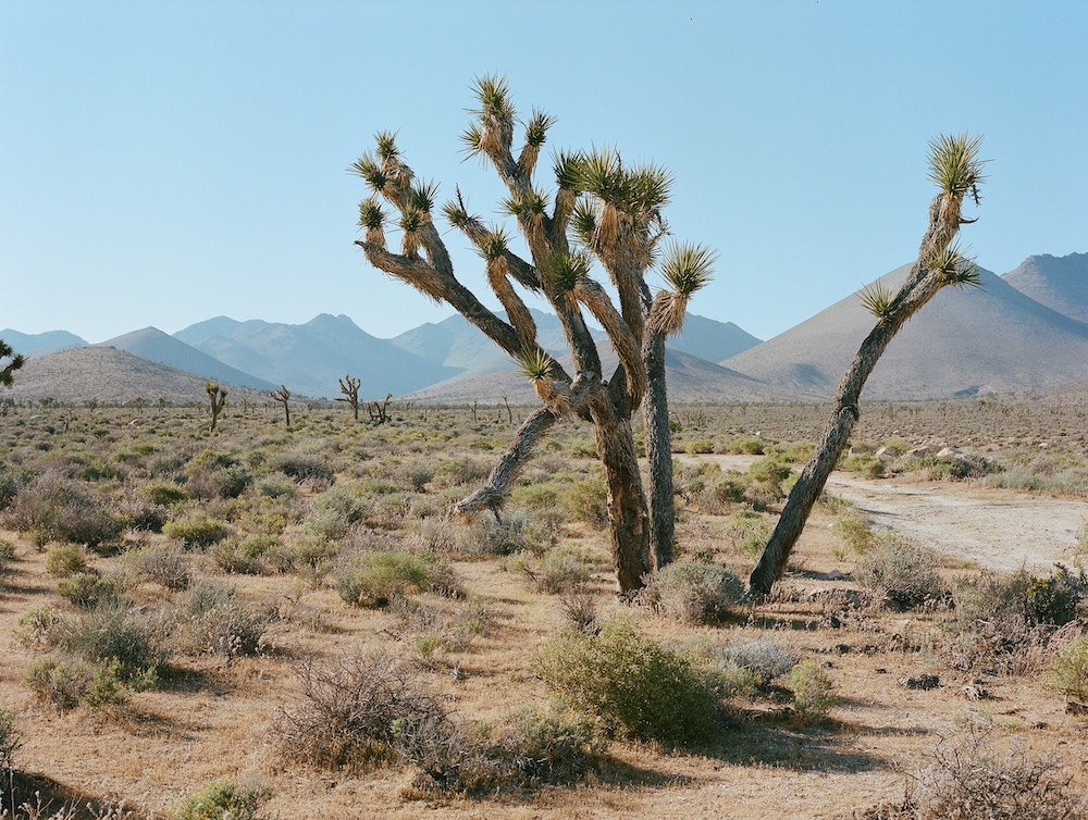 Death Valley desert, tree in center