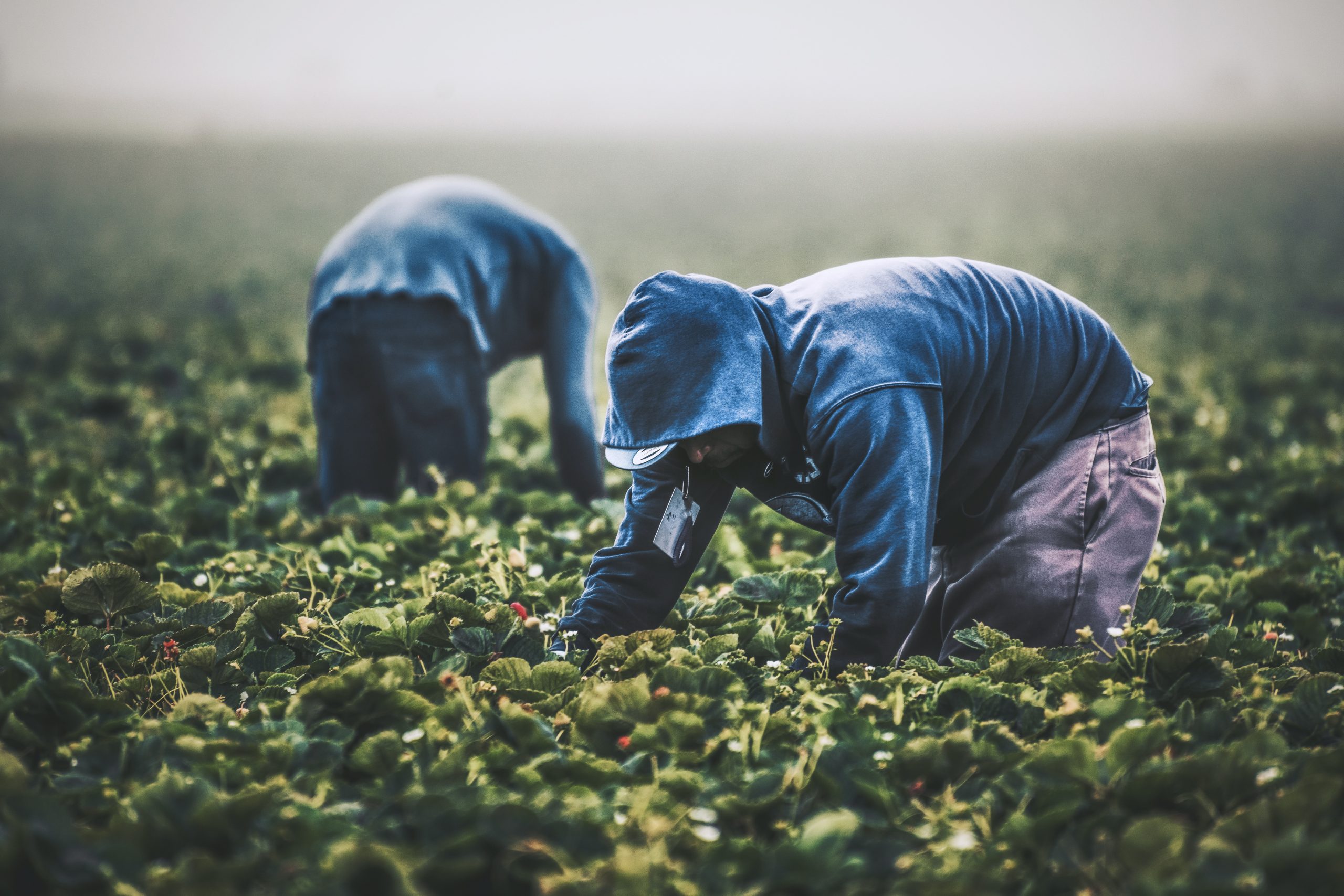 Migrant workers picking strawberries in a California field