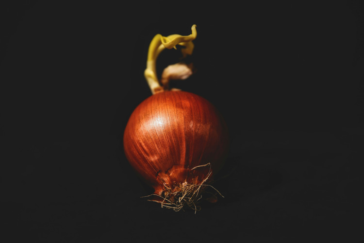 A rooted red onion on a black background