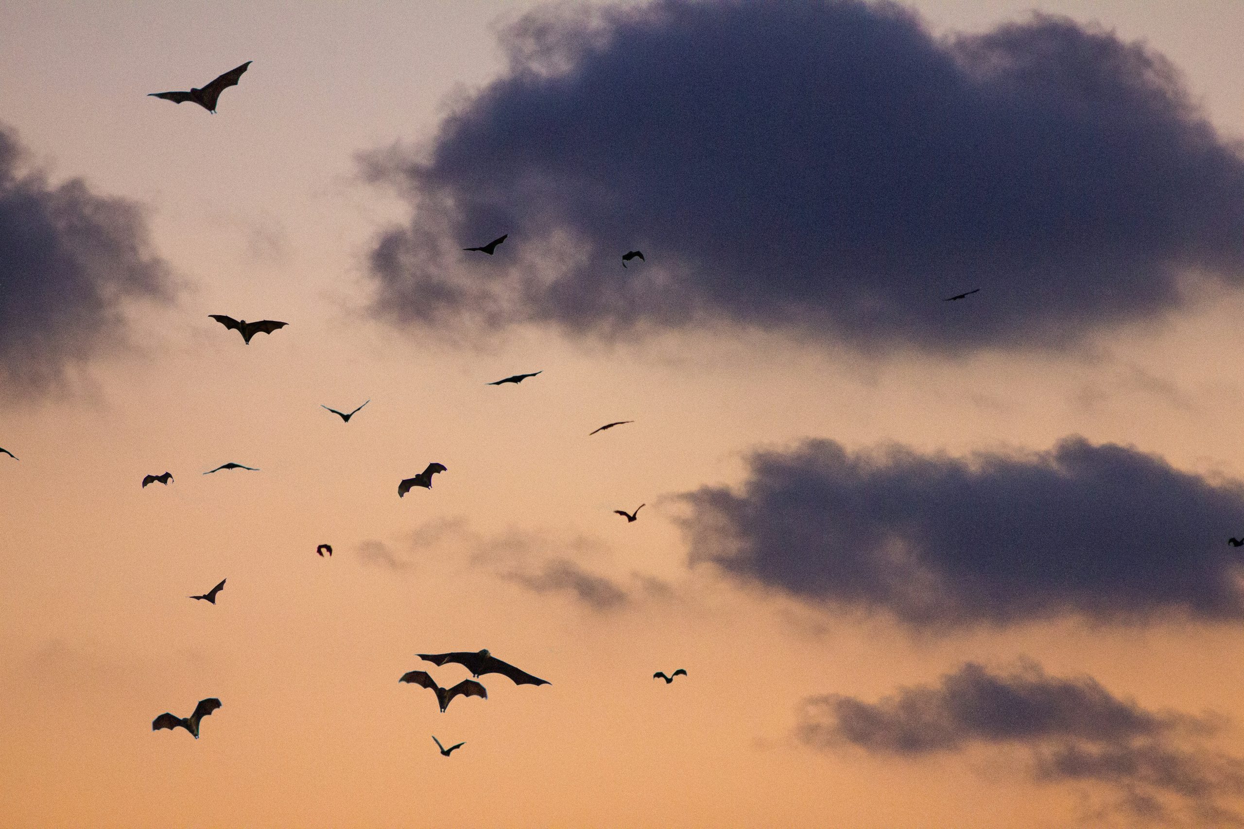A swarm of bats flying at sunset