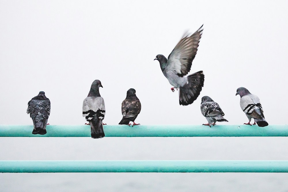 Pigeons on a railing
