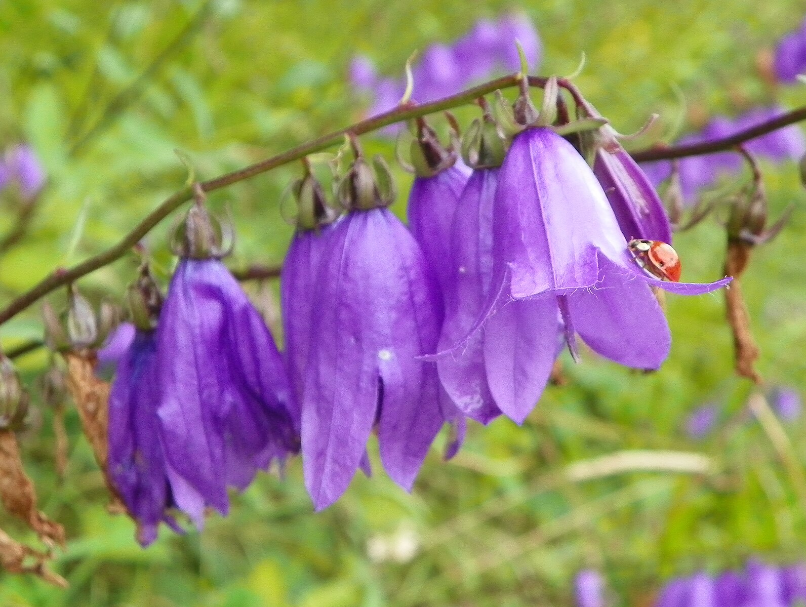 Weeding My Garden, and My Sentences, Through Pain