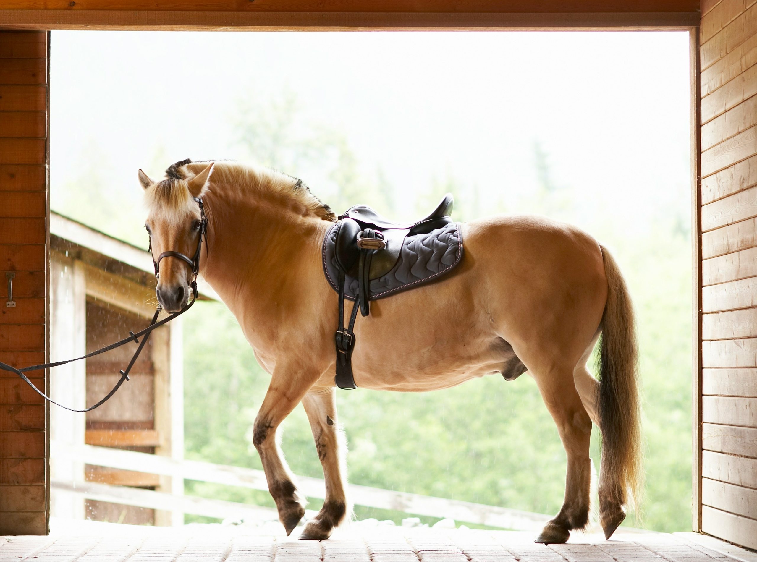 The Best Books About Horses For Adults