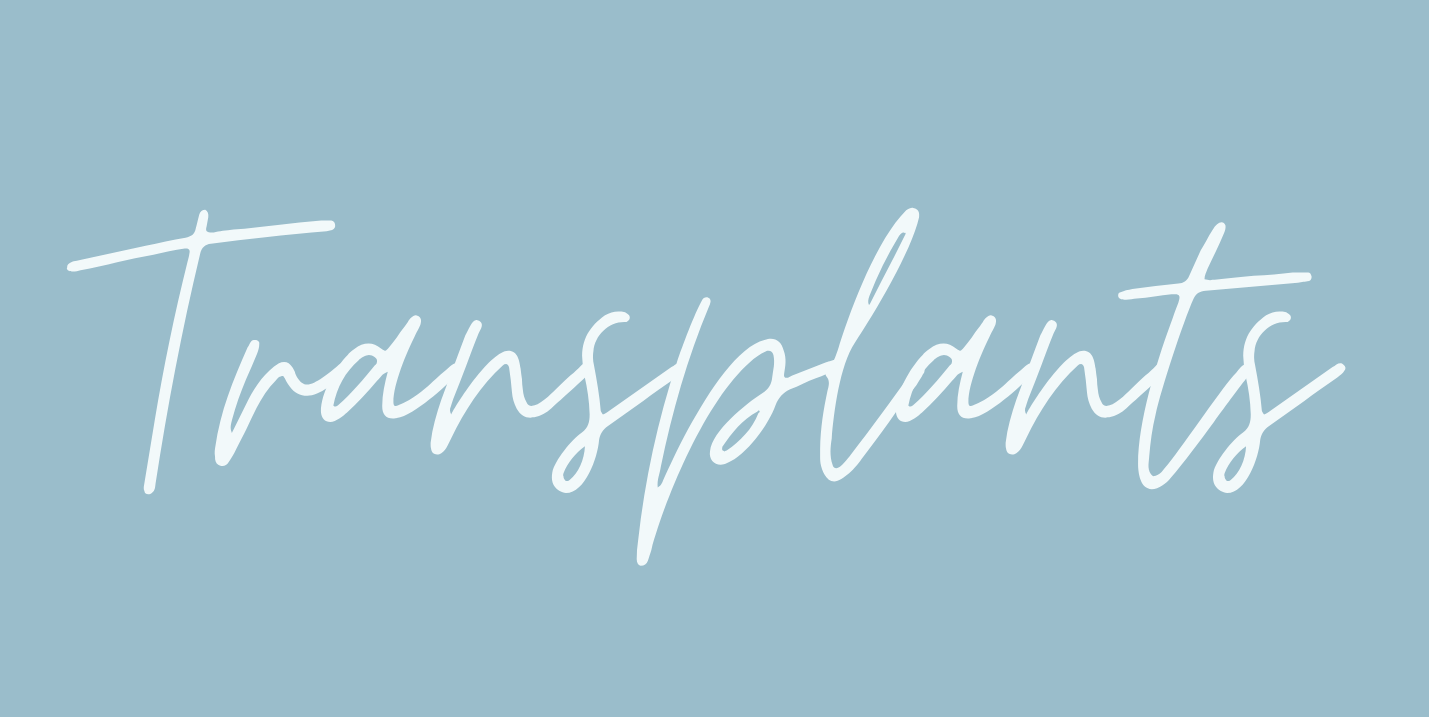 Exclusive Cover Reveal of “Transplants” by Daniel Tam-Claiborne